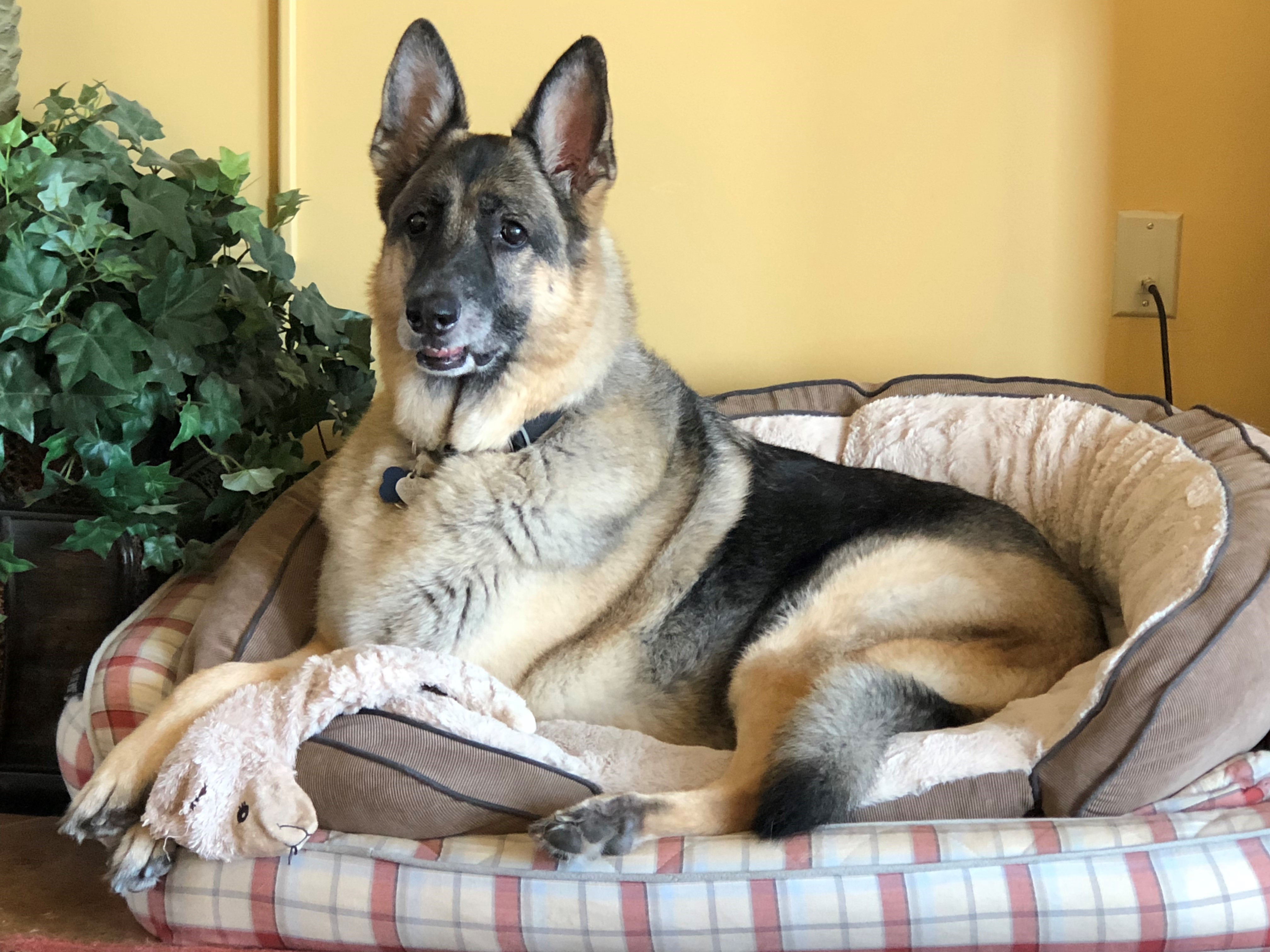 Home of TrueLove GSD – Breeding the perfect family German Shepherds for ...
